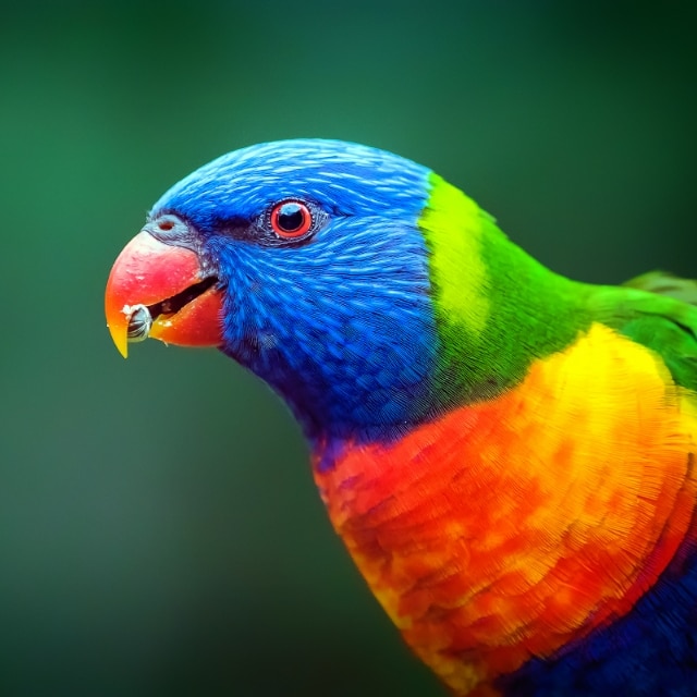 Close-up shot of a parrot